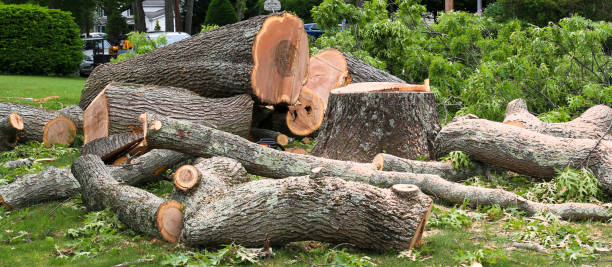 Reliable Mcdade, TX Tree Removal Services Solutions